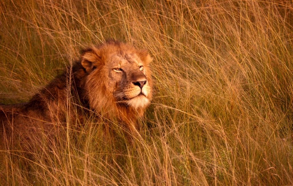 Foto/Copyright: Martin Siering - Audienz mit dem König: Löwe in der Savanne in Afrika